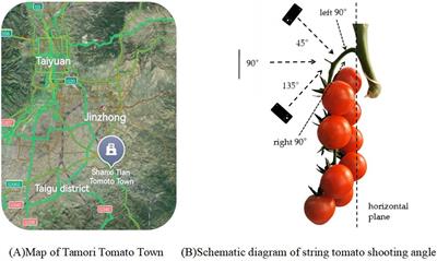 Study on the fusion of improved YOLOv8 and depth camera for bunch tomato stem picking point recognition and localization